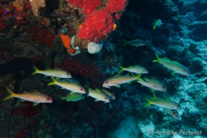 Malendure - îlet Pigeon